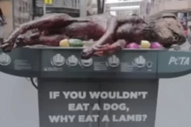 (VIDEO) VEGANI PEKLI PSA NA SRED ULICE! PROLAZNIKE I DECU IZBEZUMIO PRIZOR