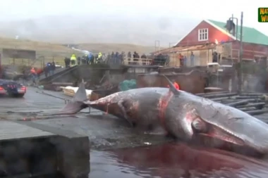 (VIDEO) Dosad neviđen snimak eksplodiranja kita od 50 tona: Komadi mesa padali po prolaznicima