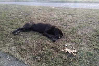 MONSTRUMI IZ SUBOTICE: Izrešetali psa sa 11 metaka iz vazdušne puške