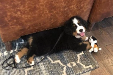 (VIDEO) POGLEDAJTE KAKO JE SLADAK: Hotel zaposlio psa!