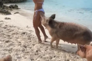 HIT NA PLAŽI: Manekenku krmača ujela za guzu