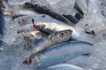 Jedite sardine što češće i živećete dugo i bez bolesti!