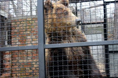 (FOTO) I medvedi iz Jagodine predvideli da li nam stiže proleće