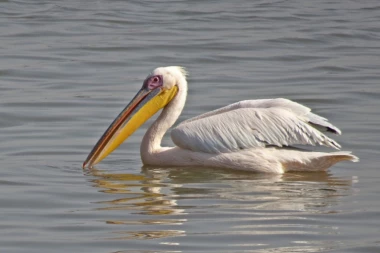 EVO KO JE OMILJENI GOST JEDNOG RESTORANA NA KIPRU: Šeta se među gostima i svi se obraduju kada ga vide!