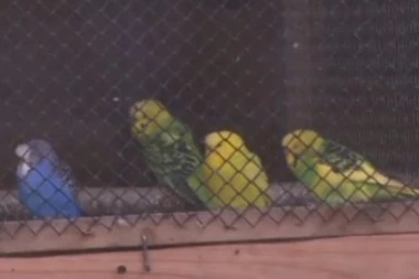 SRBIN PAO NA GRANICI SA 47 PAPAGAJA! Spakovao ptice u gepek!