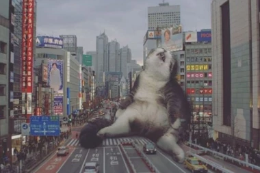 (FOTO) KETZILE NAPADAJU: Svetskim metropolama šetaju džinovske mačke!