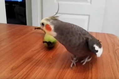 (VIDEO) Papagaj naučio dečju pesmicu, možete li da prepoznate o kojoj je reč?