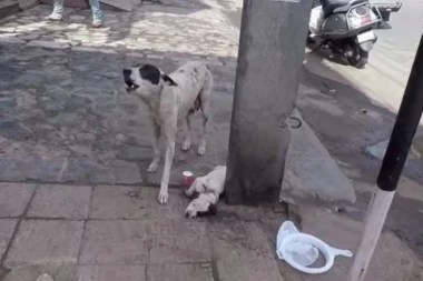 (VIDEO) Da srce prepukne! Odbranila je svoje štene, a onda je zavijala u pomoć