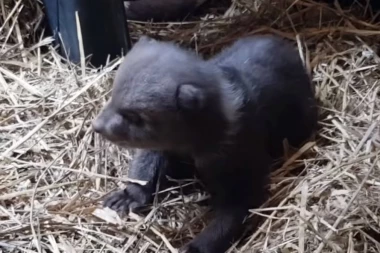 (VIDEO) Ovaj medvedić je raznežio internet svojom neverovatnom pričom!