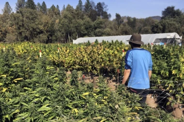 Pronađena velika plantaža marihuane kod Stare Pazove, privedeno više osoba!