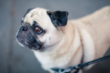 Evolucija je razlog zbog koga ne možemo da odolimo kucama kada su tužne