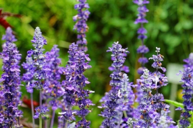 Žalfija leči nervozu, prehladu i infekcije: Prirodni antibiotik koji leči širok spektar bolesti