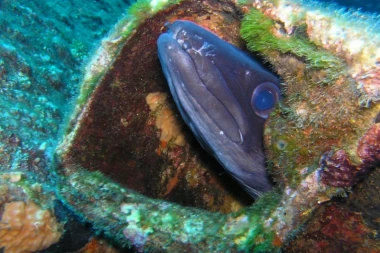 Kinez krijumčario jegulje vredne 450.000 evra! Iz Hrvatske u kesama nosio 252.000 živih jedinki za Aziju!