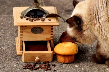 Hakovan Instagram profil mačka koji je brkovima osvojio internet