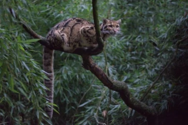 Proglasili ga izumrlom vrstom, a on se pojavio!