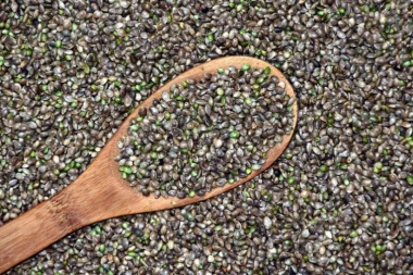 KONOPLJA KAO SUPERHRANA: Dar iz prirode poznat hiljadama godina izlečiće spektar bolesti