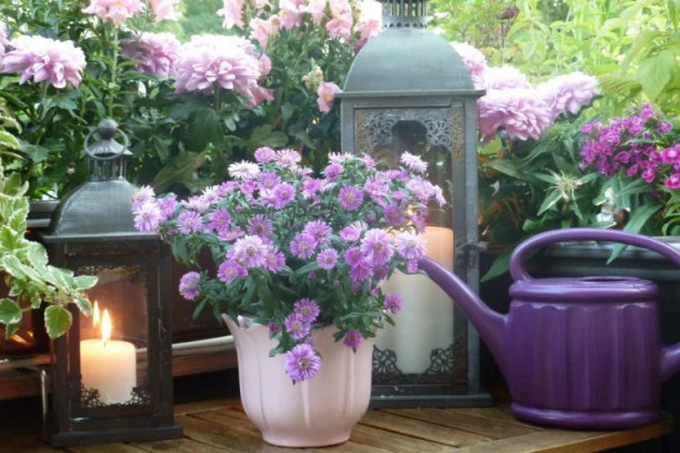 Unosan biznis: Gajenjem OVOG cveća zaradićete brdo para, zato motičicu u ruke i pravac bašta!