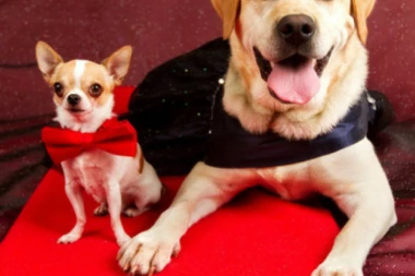 CRVENI TEPIH ZA VAŠE LJUBIMCE: Dovedite svoje mezimce da poziraju ispred profesionalnog fotografa