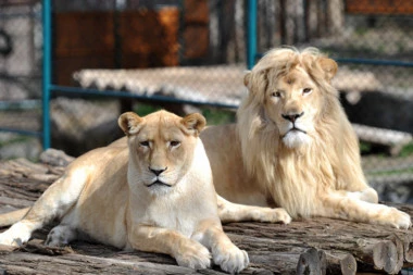 SRPKINJA UNUKU ZA PRVI ROĐENDAN KUPILA LAVA! Platila ga svega 5.000 dinara!