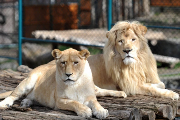 SELI SE BEOGRADSKI ZOO VRT: Vrt dobre nade ide u istoriju - poznata nova lokacija