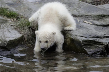 (FOTO) Berlinski ZOO vrt dobio preslatkog stanara