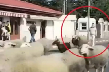 NEVIĐENO DO SADA: Vlasnik Steaue šeta gradom sa OVCAMA!