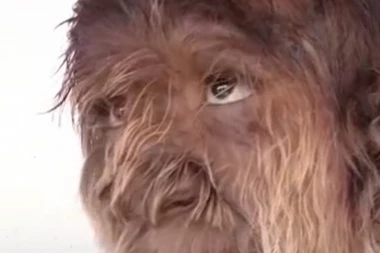 (VIDEO) Naježićete se kada vidite DEČAKA VUKA: Malo je reći da je neobičan!