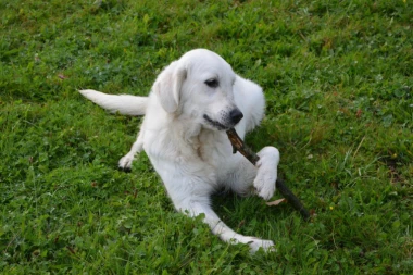 Psi su inteligentniji od mačaka, evo i zašto