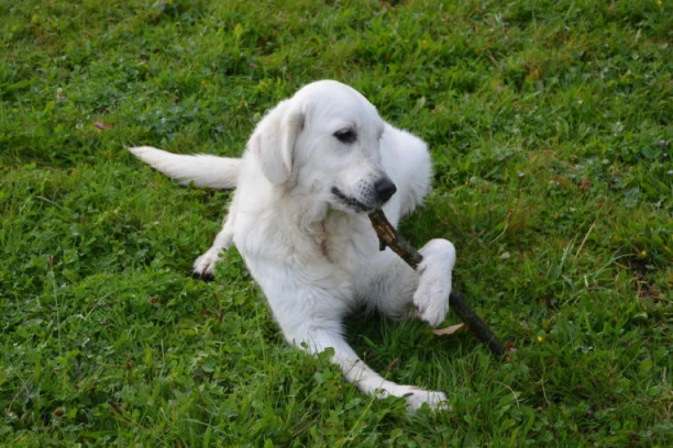 Psi su inteligentniji od mačaka, evo i zašto