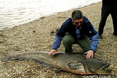 (VIDEO) Nećete verovati gde je upecana ova grdosija!