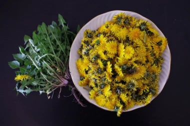 ČUDO NA VAŠEM TRAVNJAKU: Evo kako da iskoristite maslačak za lepotu i zdravlje