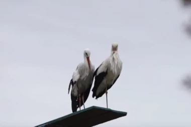 (VIDEO) Klepetan se vratio Malenoj 17.put, pogledajte kako uživaju