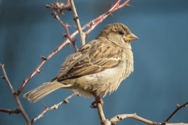 OSVOJITE SADNICU: Ornitolozi poklanjaju žbunje pogodno za vrapce
