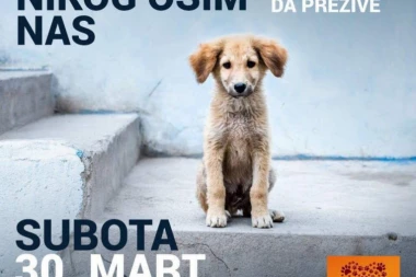 NEMAJU NIKOG OSIM NAS: Donirajte hranu za napuštene životinje