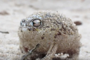 (VIDEO) Tako neobično stvorenje skoro niste videli, a tek kada čujete kakav zvuk ispušta neće vam biti dobro!