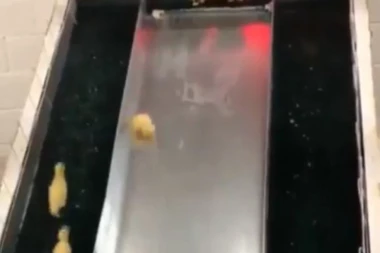 (VIDEO) Kakva neobična skupina na toboganu: Pokazali kako se čeka red