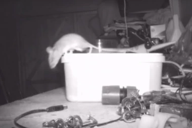 (VIDEO) Miš koji vredno radi, a ne traži naknadu