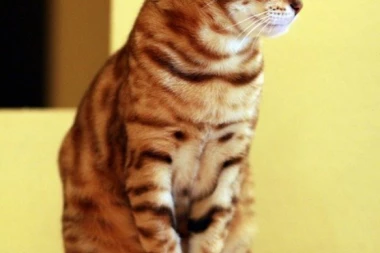 Grad u Japanu dobio je najneobičnijeg heroja u istoriji