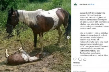 Pomozimo da se ŽDREBE MILO VRATI KUĆI!