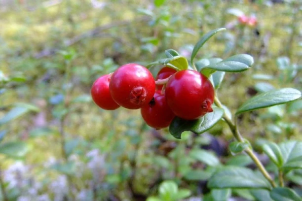 ČUDESNA BOBICA na dohvat ruke: Ukusno voće za lepotu i zdravlje