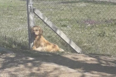 (UZNEMIRUJUĆI VIDEO) Ovaj snimak je zgrozio region: Žena ispred deteta ubija psa i to na vrlo bolestan način!