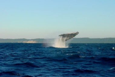 (VIDEO) Opasan i čaroban snimak iz vazduha od koga zastaje dah! Kitovi ubice opkolili ženu u okeanu