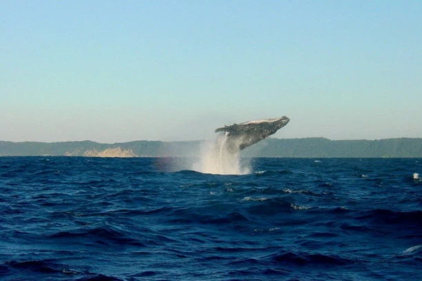 (VIDEO) IMA IH SAMO PET NA CELOM SVETU: Kod obala Aljaske usnimljen beli kit ubica!