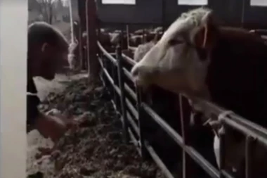 (UZNEMIRUJUĆI VIDEO) Nasilnik brutalno prebija životinje na svom imanju