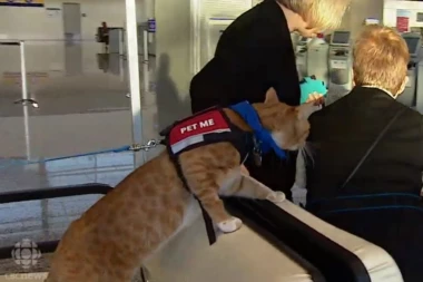 (VIDEO) Ova mačka radi na aerodromu