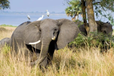 MISTERIOZNI POMOR! Uginule stotine slonova, bolest preti i ljudima?