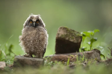 Ornitolozi savetuju: Vratite mladunce sova na drvo