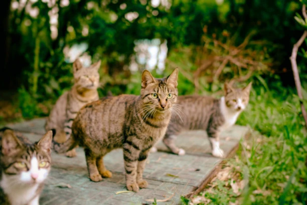 Mačak koji je vodio dvostruki život: Sudski postupak u kome je potrošeno više od 20 hiljada funti!