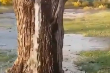 (VIDEO) Ovaj prirodnI fenomen niste videli! Stablo iz kojeg izvire voda PRAVO ČUDO NA ZEMLJI!