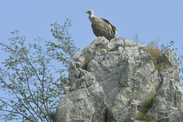 Učinjena velika šteta! Oglasio se Zavod za zaštitu prirode: Helikopteri nisu imali dozvolu za let iznad Uvca!